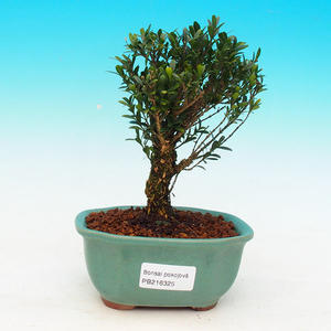 Pokojová bonsai - Carmona macrophylla PB214325