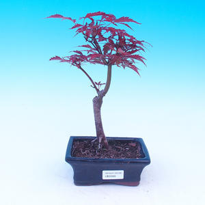 Pokojová bonsai - malolistý fíkus - Ficus retusa