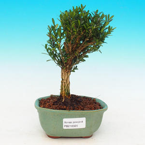 Pokojová bonsai korkový buxus PB216326
