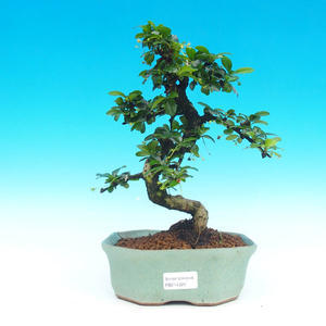 Pokojová bonsai Hvězdice levandulová PB215326