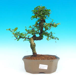 Pokojová bonsai - Carmona macrophylla PB214327