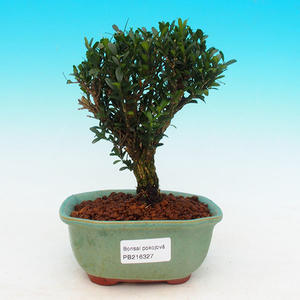 Pokojová bonsai korkový buxus PB216327