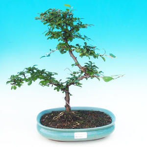 Pokojová bonsai Hvězdice levandulová PB215327