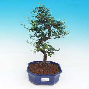 Pokojová bonsai - malolistý fíkus - Ficus retusa Kimmen