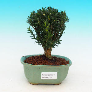 Pokojová bonsai - Carmona macrophylla PB214328