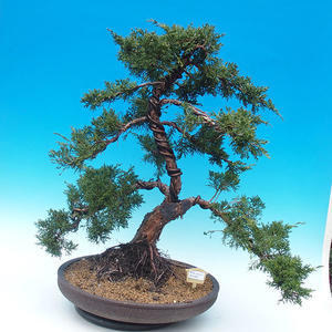 Venkovní bonsai - Jalovec čínský VB14328