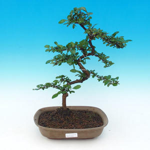 Pokojová bonsai Hvězdice levandulová PB215328