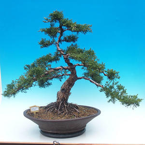 Pokojová bonsai - malolistý fíkus PB214329