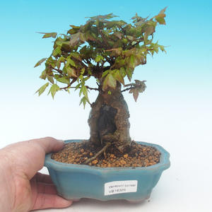 Shohin - Javor-Acer burgerianum na skále