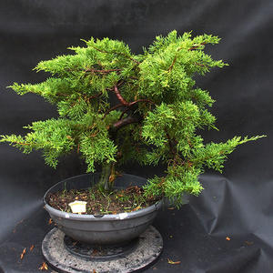 Jalovec - Juniperus sabina NO-32