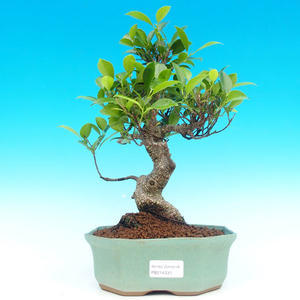 Pokojová bonsai - malolistý fíkus PB214330