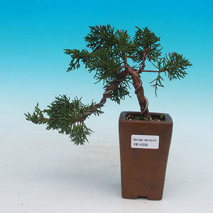 Venkovní bonsai - Jalovec čínský VB14330
