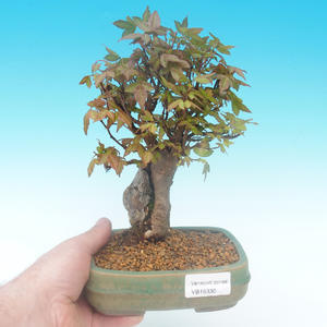 Shohin - Javor-Acer burgerianum na skále