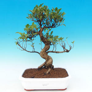 Pokojová bonsai - malolistý fíkus PB215331