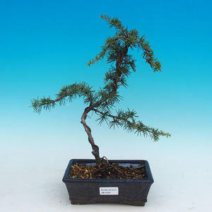 Venkovní bonsai -Cedr libanonský zelený VB14331