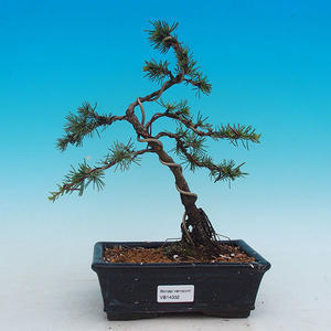 Venkovní bonsai -Cedr libanonský zelený VB14332