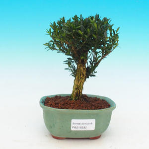 Pokojová bonsai korkový buxus PB216332