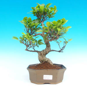 Pokojová bonsai - malolistý fíkus PB214333