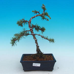 Venkovní bonsai -Cedr libanonský zelený VB14333