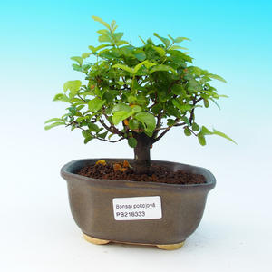 Pokojová bonsai - Sagerécie čajová