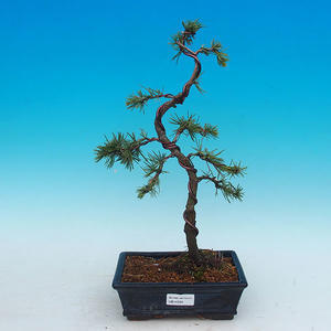 Venkovní bonsai -Cedr libanonský zelený VB14334
