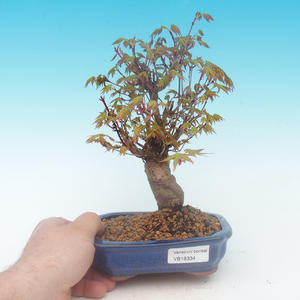 Shohin - Javor-Acer palmatum