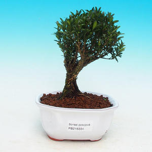 Pokojová bonsai - Duranta PB215334