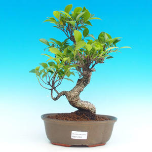 Pokojová bonsai - malolistý fíkus PB214334