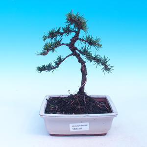 Shohin - Javor-Acer palmatum