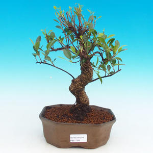 Pokojová bonsai - Duranta PB215335