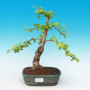 Pokojová bonsai - Duranta PB215336
