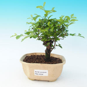 Pokojová bonsai - Sagerécie čajová