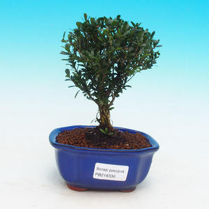 Pokojová bonsai korkový buxus PB216336