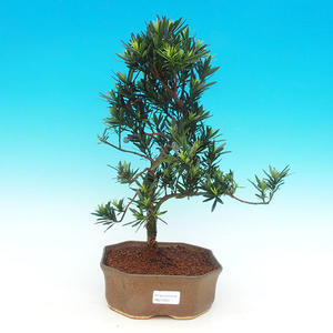 Pokojová bonsai-Podocarpus- kamenný tis PB216337