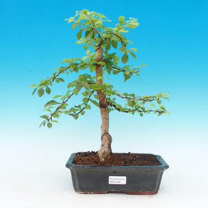 Pokojová bonsai - Duranta PB215338