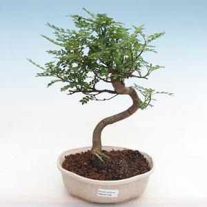 Mini bonsai miska