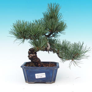 Pinus parviflora - Borovice drobnokvětá