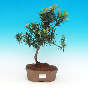 Pokojová bonsai-Podocarpus- kamenný tis PB216339