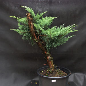 Jalovec - Juniperus sabina NO-33