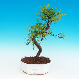 Pokojová bonsai-Podocarpus- kamenný tis PB216341