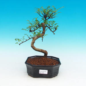Pokojová bonsai-Podocarpus- kamenný tis PB216342
