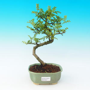 Pokojová bonsai -Zantoxylum piperitum - pepřovník