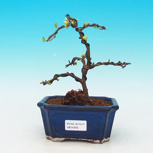 Pokojová bonsai-Podocarpus- kamenný tis PB216343