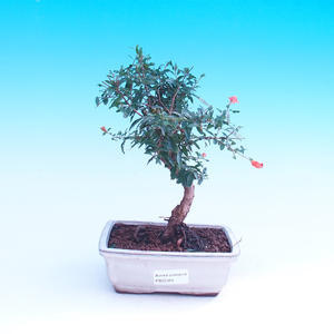 Pokojová bonsai-Podocarpus- kamenný tis PB216344