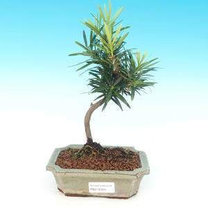 Pinus thunbergii - borovice thunbergova