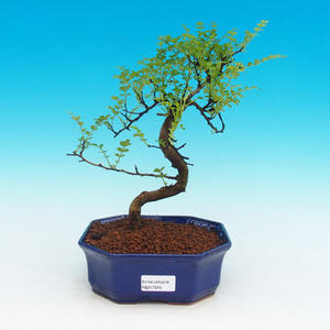 Pokojová bonsai-Podocarpus- kamenný tis PB216345