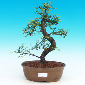 Pokojová bonsai-Podocarpus- kamenný tis PB216346