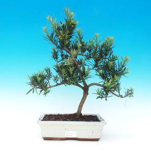 Pokojová bonsai-Podocarpus- kamenný tis PB216347