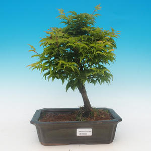 Acer palmatum SHISHIGASHIRA- Javor malolistý