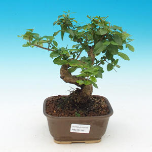 Pokojová bonsai-Podocarpus- kamenný tis PB216348